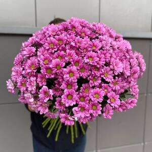 301 малиновая ромашка