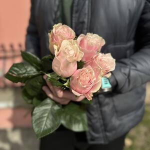 Роза Пинк Мондиаль (Pink Mondial)