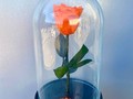 Вечная роза в колбе оранжевая