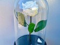 Вечная роза в колбе белая