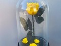 Вечная роза в колбе желтая