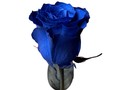 Синяя Роза