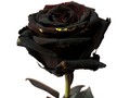 Чёрная Роза