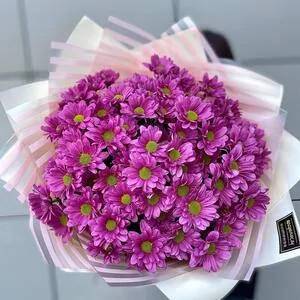 101 малиновая ромашка