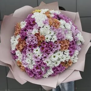 501 микс ромашка