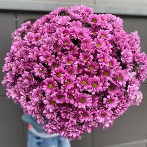 351 малиновая ромашка