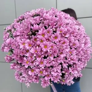 301 розовая ромашка