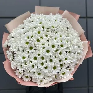 351 белая ромашка