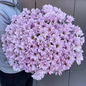 251 нежно-розовая ромашка