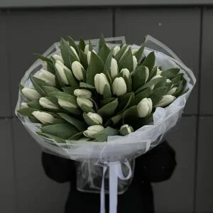 51 белый тюльпан