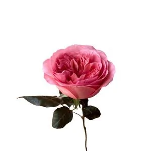 Розовая роза Пинк Экспрешн (PINK EXPRESSION)