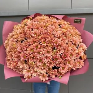 251 медовая ромашка