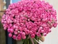 101 ветка пионовидных кустовых роз Жизель (Giselle)