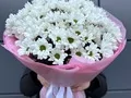 101 белая ромашка
