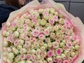 51 ветка кустовых роз Джелато (Gelato)