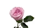 Роза Пинк Охара (PINK OHARA)