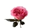 Розовая роза Пинк Экспрешн (PINK EXPRESSION)
